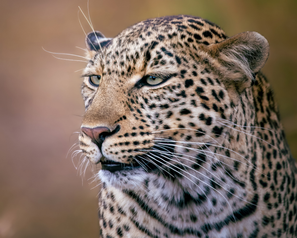 Watchful Leopard Profile by Amro — canvas wall art