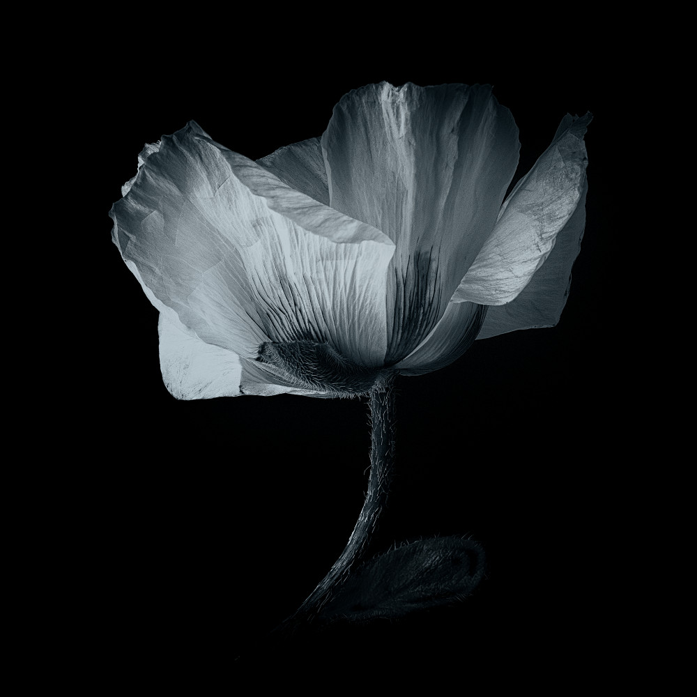 Elegant Monochrome Poppy by Penny Myles — canvas wall art