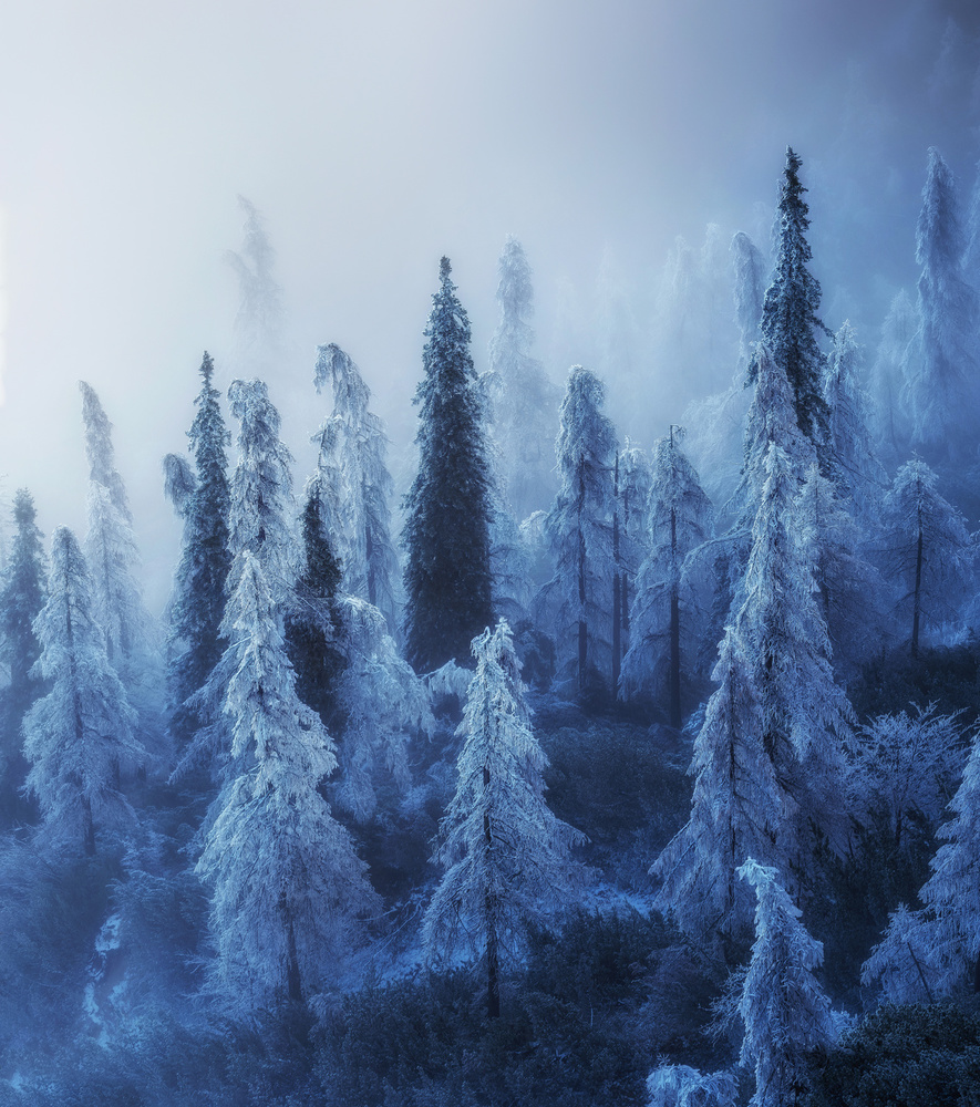 Misty Winter Forest by Ales Krivec — canvas wall art