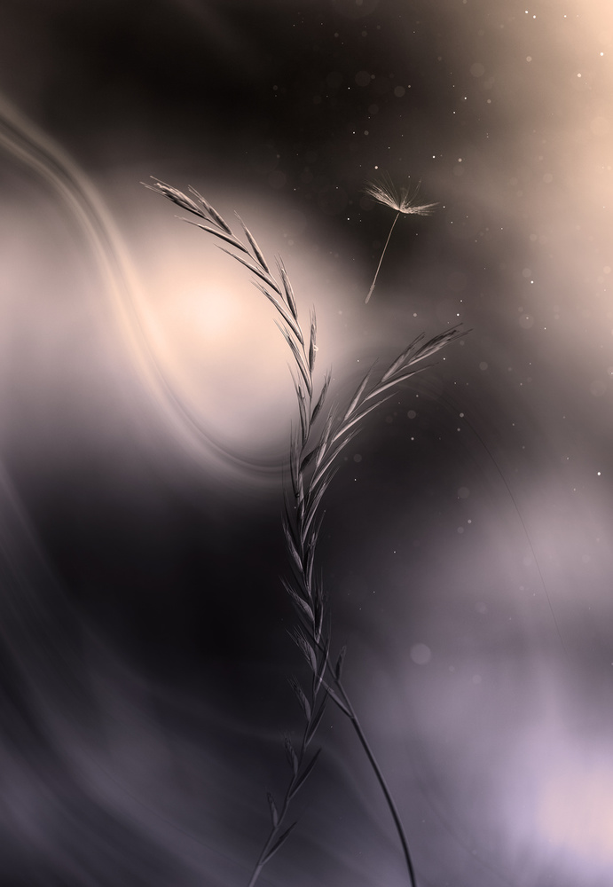 Ethereal Dandelion Drift by Dusan Ljubicic — canvas wall art