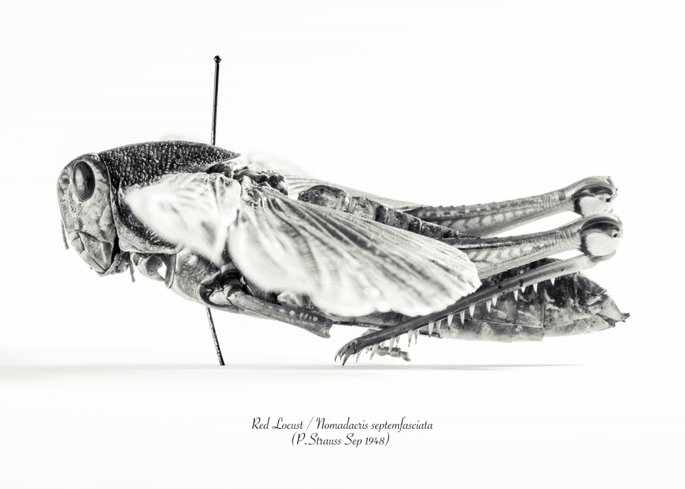 Red Locust Specimen by Johan Botha "Sabie" — canvas wall art