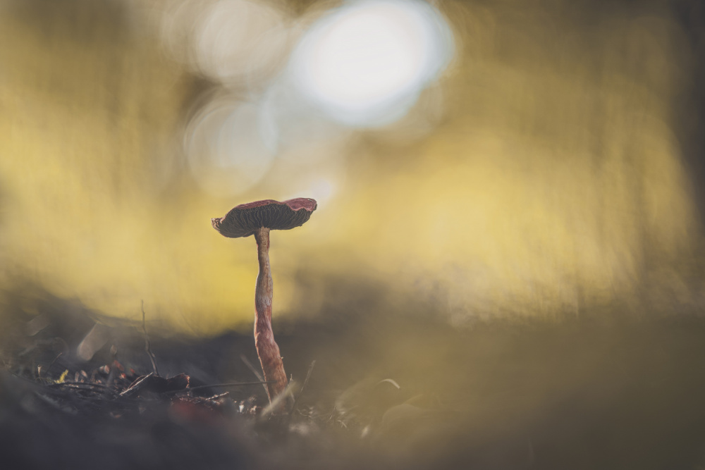 Golden Mushroom Light by António Bernardino Coelho — canvas wall art