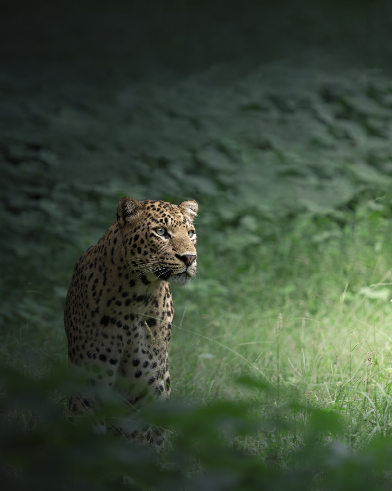 Focused Leopard Gaze by Chaitanya Rawat — canvas wall art