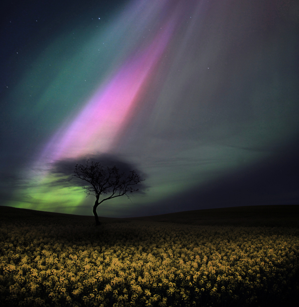 Aurora Over Flower Field by Mindaugas Žarys — canvas wall art