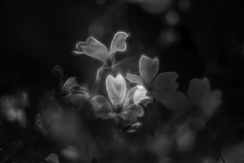 Ethereal Flower Glow by Katarina Holmström — canvas wall art