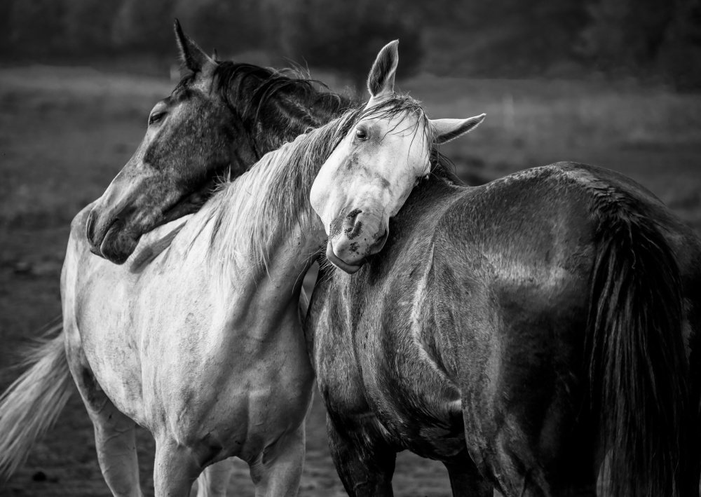 Gentle Horse Bond by Niko Chapa — canvas wall art