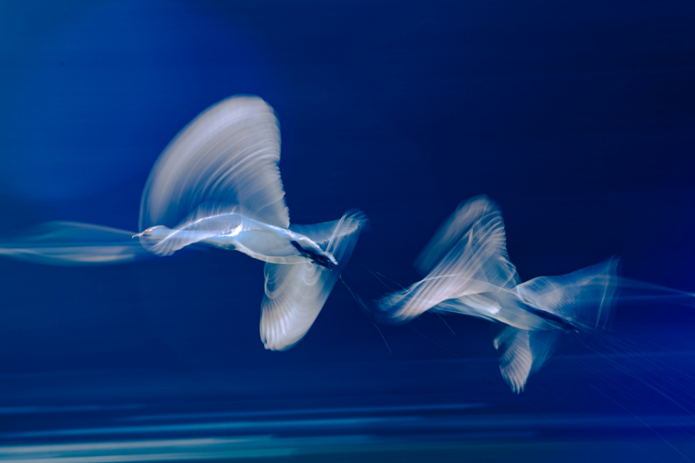 Blue Birds in Motion by Haruaki Taguchi — canvas wall art