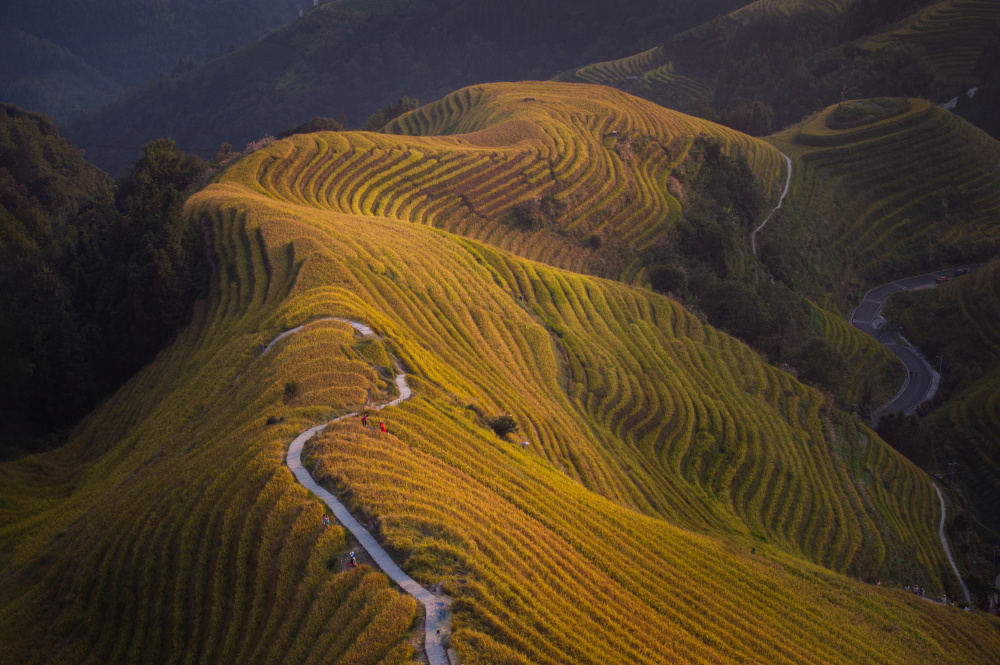 Golden Terraced Hills by Dennis Zhang — canvas wall art