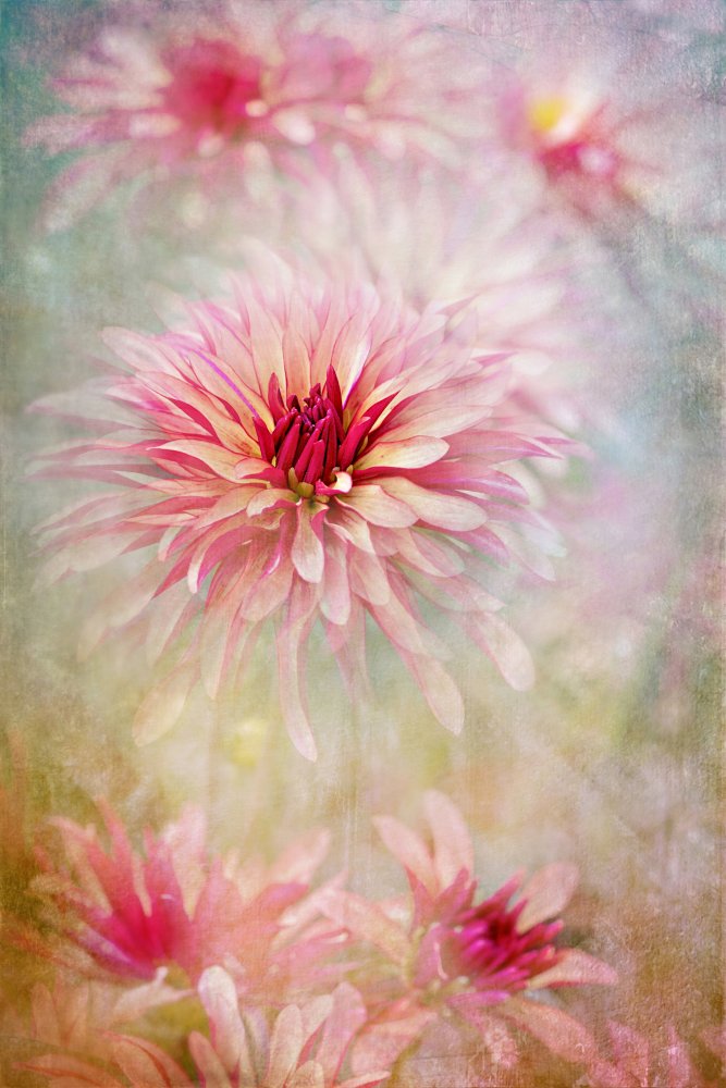 Pink Dreamy Dahlias by Jacky Parker — canvas wall art