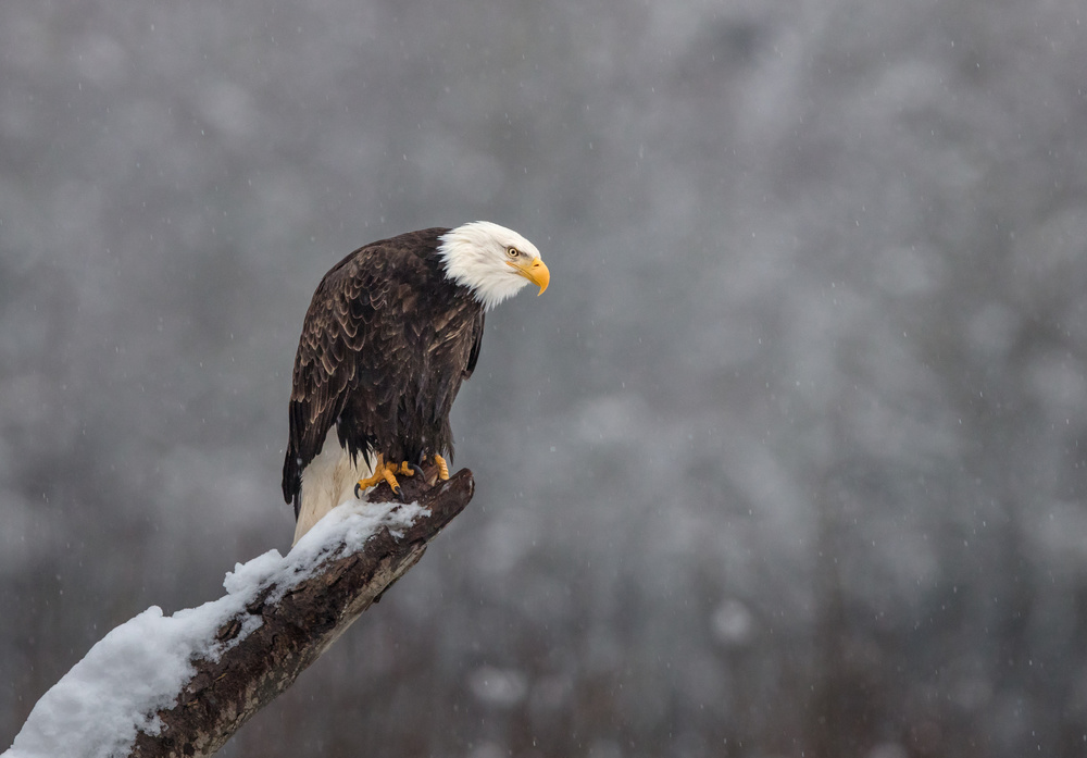 Bald Eagle Winter Perch by Greg Barsh — canvas wall art