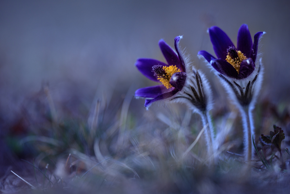 Velvet Purple Flowers by Petra Dvorak — canvas wall art