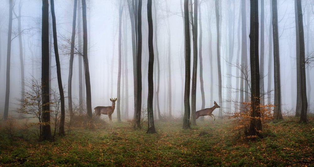 Misty Forest Deer by Todor Tanev — canvas wall art