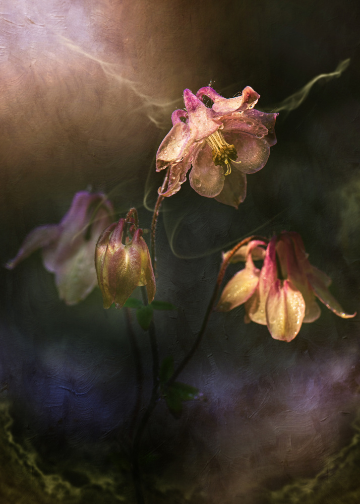 Ethereal Columbine Blooms by Kristina Zvinakeviciute — canvas wall art