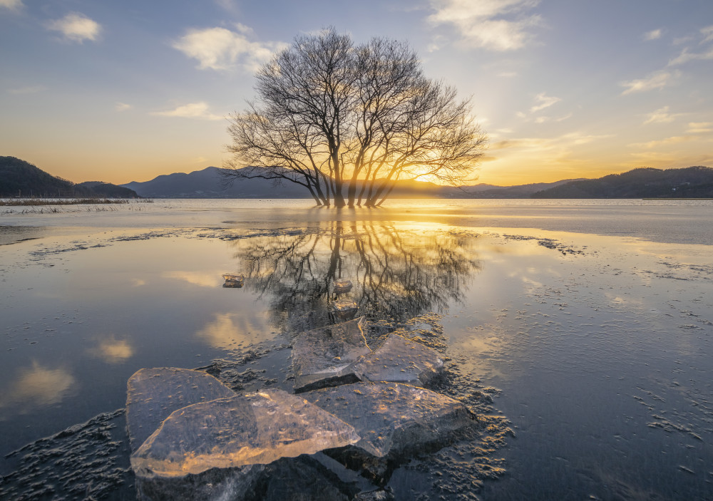 Golden Tree Reflection by Jaeyoun Ryu — canvas wall art