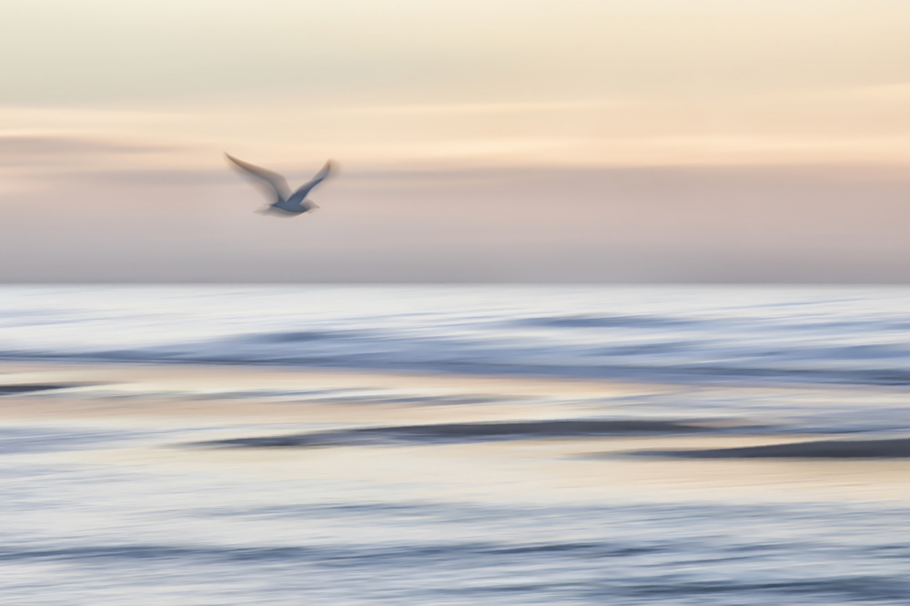 Dreamy Ocean Bird Flight by Benjamine Hullot Scalvenzi — canvas wall art