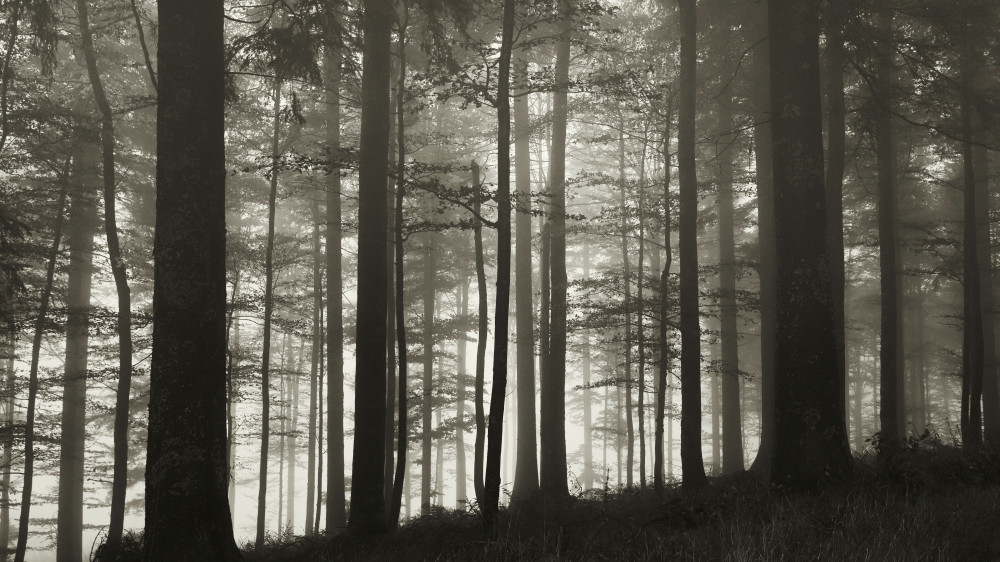Misty Forest Light by Peter Schade — canvas wall art