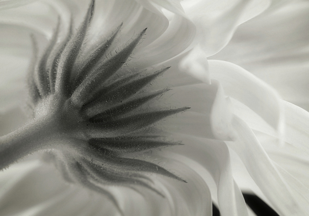 Gentle Petal Underside by Lotte Grønkjær — canvas wall art