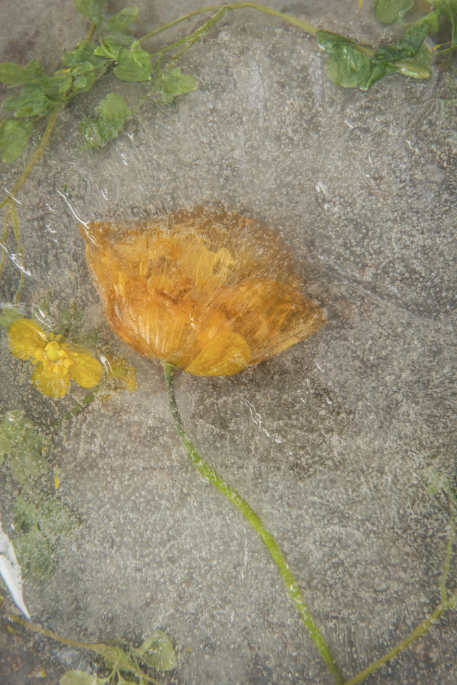 Frozen Yellow Poppy by Lynann Colligan — canvas wall art