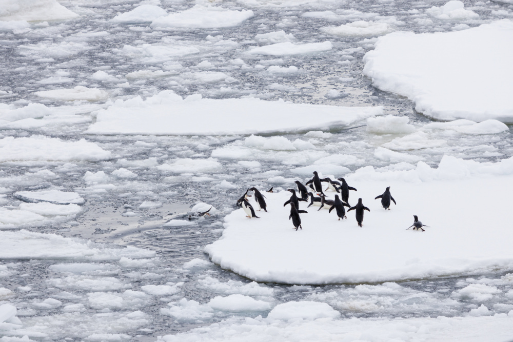 Antarctic Penguins On Ice by Michelle Degryse — canvas wall art