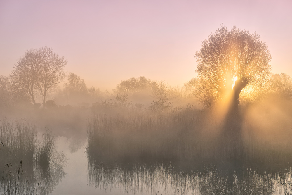 Sunrise Through The Trees by Ellen Borggreve — canvas wall art