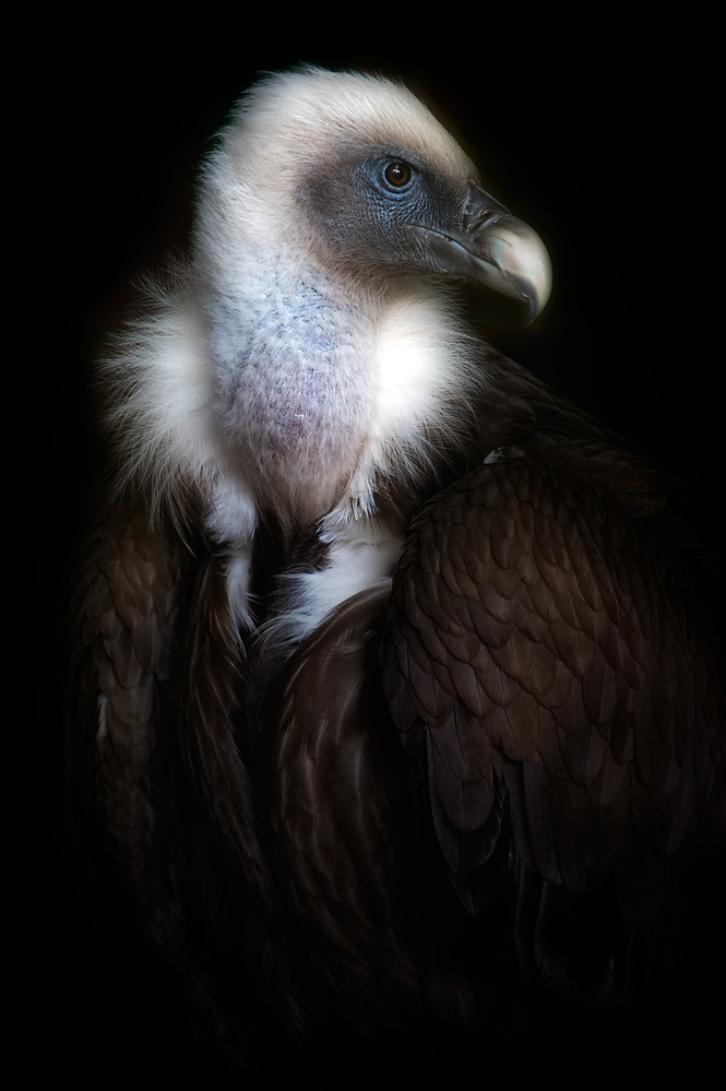 Majestic Vulture Gaze by Santiago Pascual Buye — canvas wall art