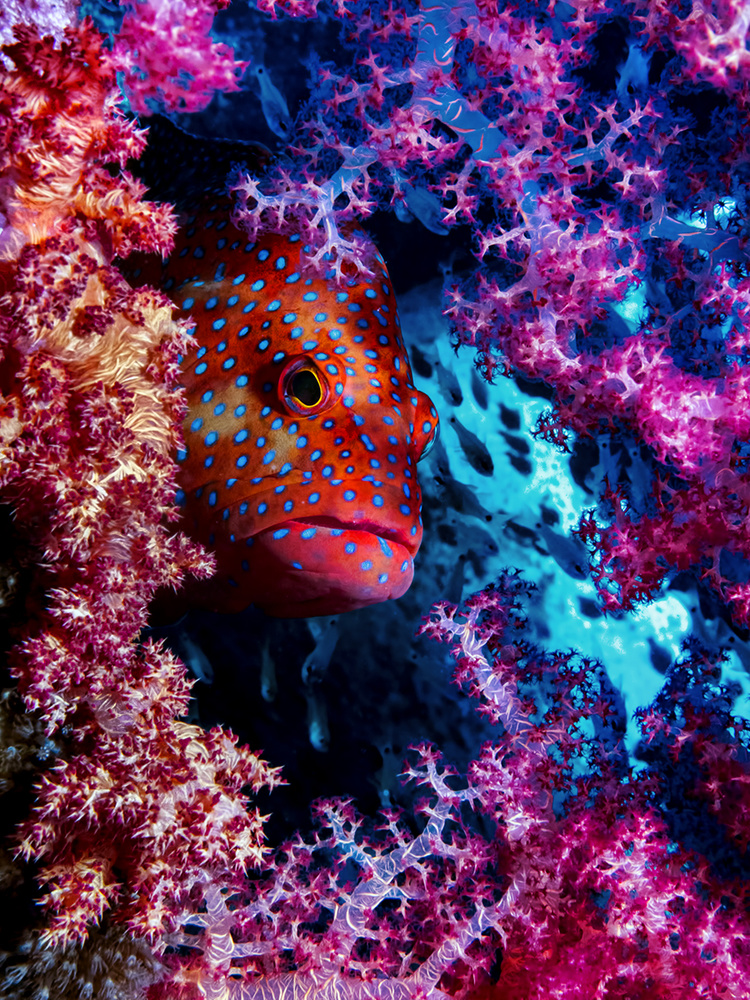 Vibrant Coral Fish by Dani Barchana — canvas wall art