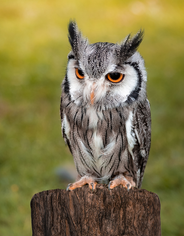 Alert White Owl by Laruelle Philippe — canvas wall art