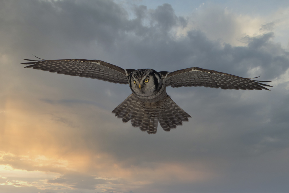 Majestic Owl Flight by Peter Stahl — canvas wall art