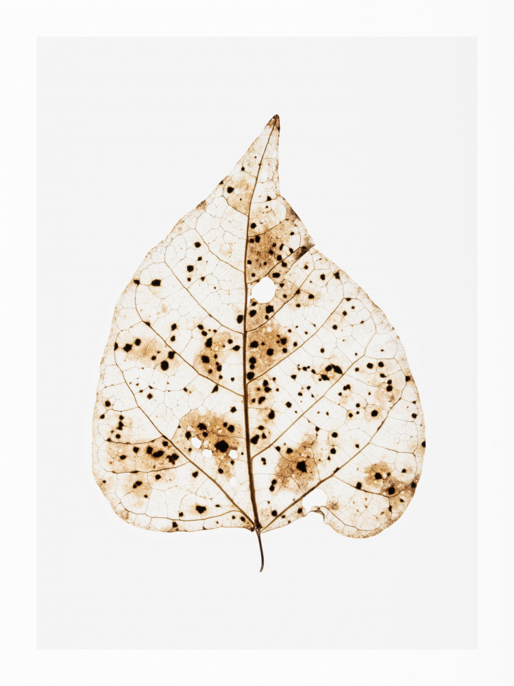 Autumn’s Whisper by Shot by Clint — canvas wall art