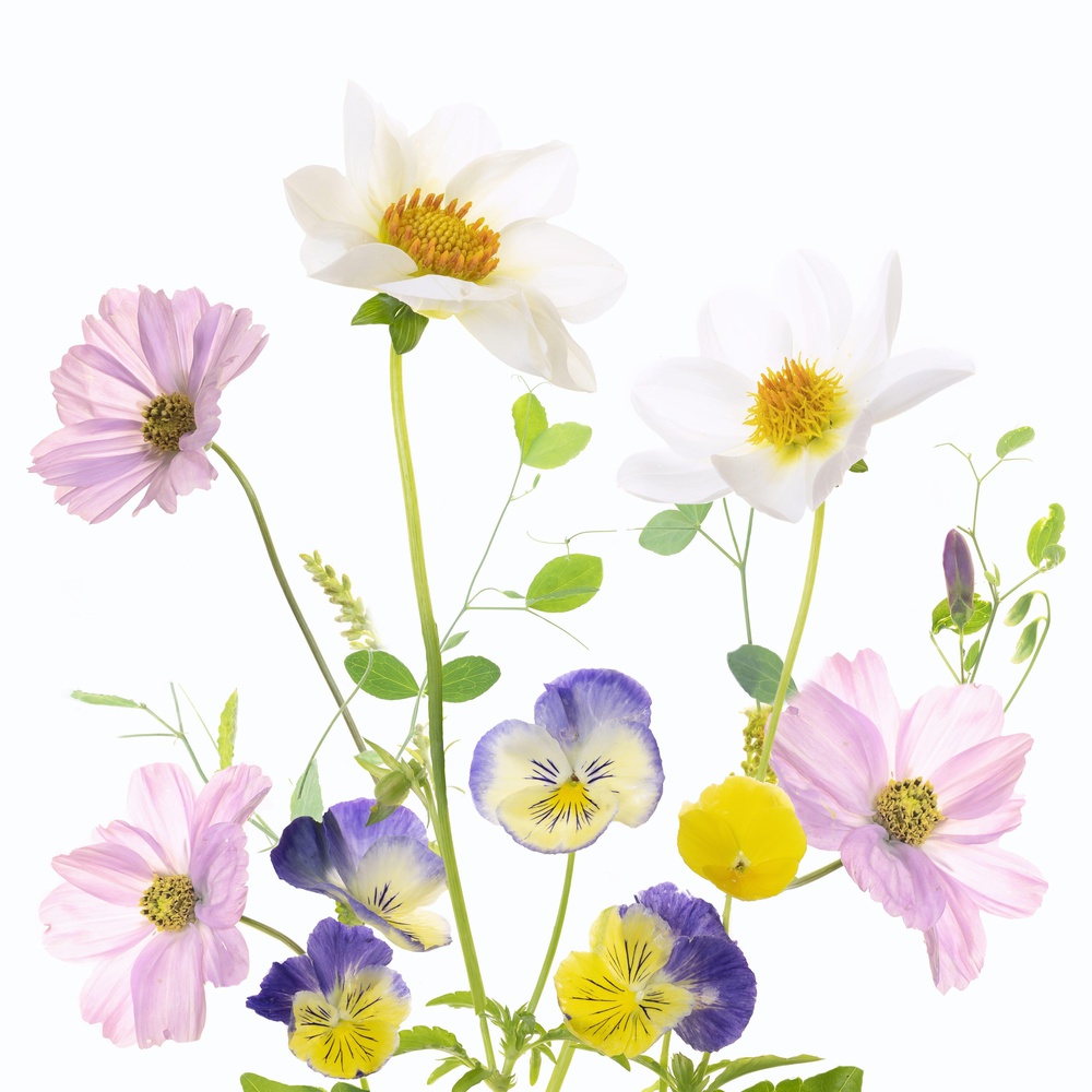 Vibrant Garden Flowers by Sharon Williams — canvas wall art