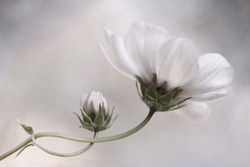 Simply Cosmos by Mandy Disher — canvas wall art