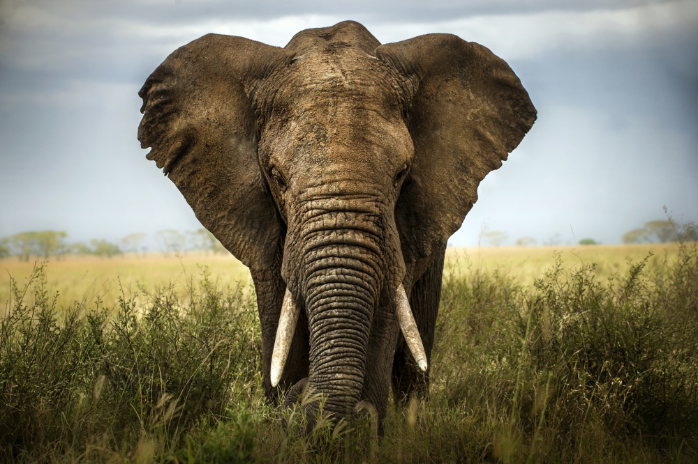 Majestic African Elephant by Alberto Ghizzi Panizza — canvas wall art