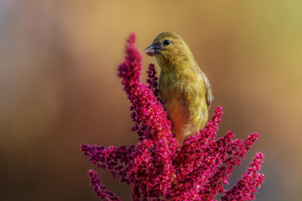 Vibrant Finch Feeding by Wei Liu — canvas wall art