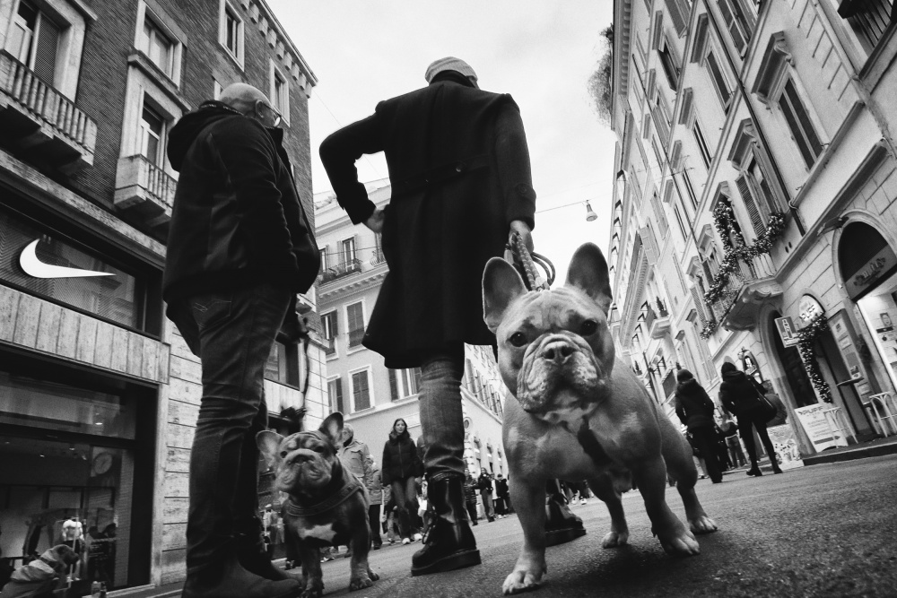City French Bulldogs by Antonio Grambone — canvas wall art