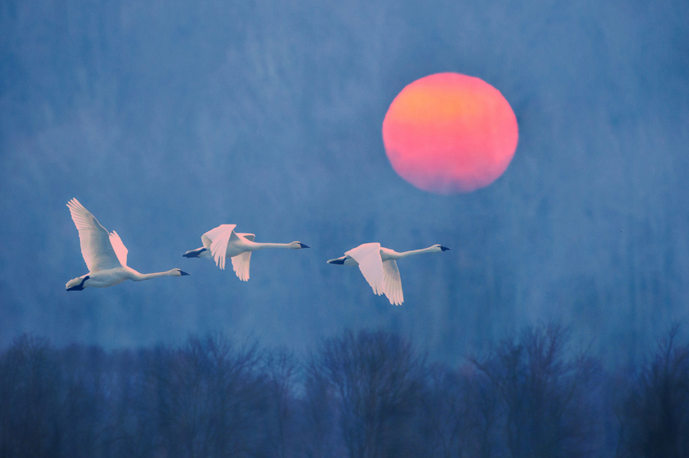 Swans Soaring Red Sun by Rob Li — canvas wall art