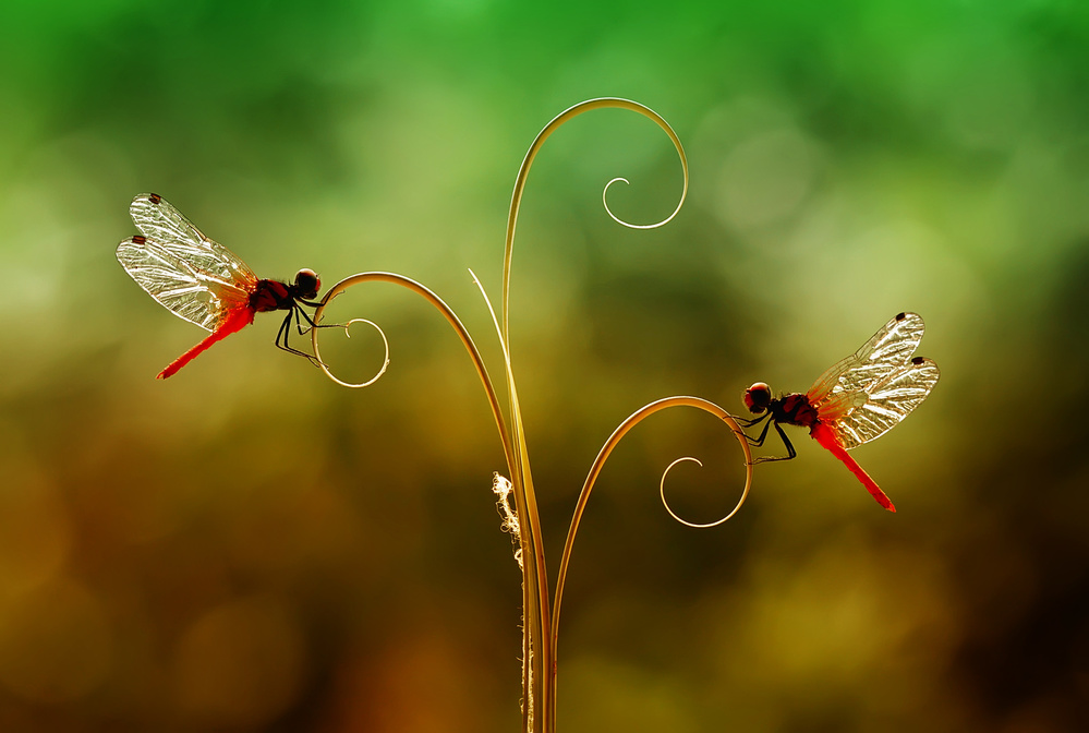 Together in Beautiful by Abdul Gapur Dayak — canvas wall art