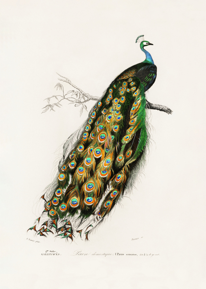 Indian Peafowl Peacock by Charles Dessalines D Orbigny — canvas wall art