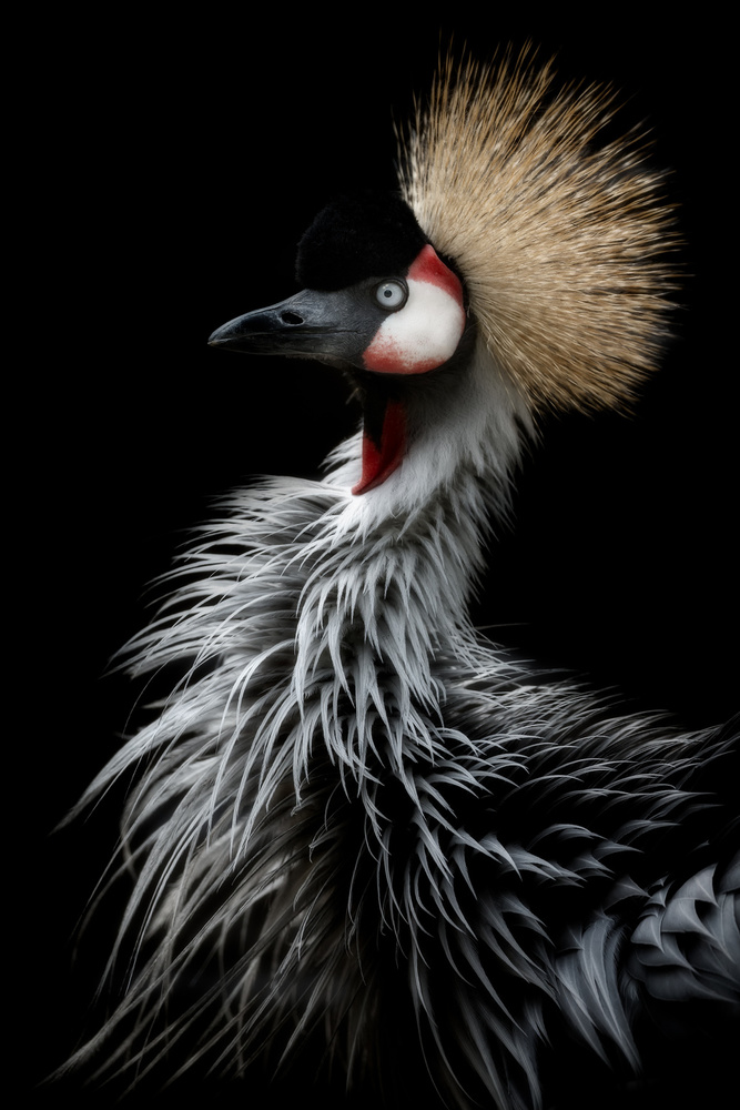 Golden Crowned Crane by Eiji Itoyama — canvas wall art