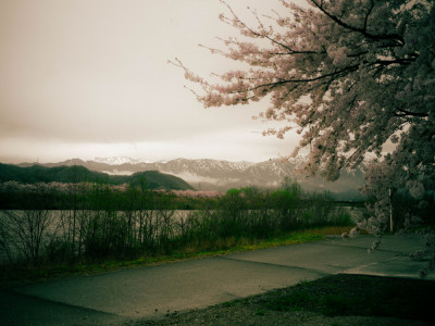 sakura avenues along the river, mountains in the sea of clouds by Naoto ...