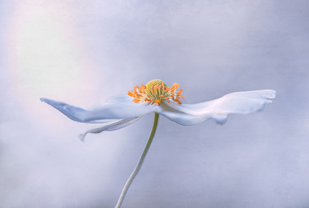 Serene White Anemone by Julie Tennant — canvas wall art