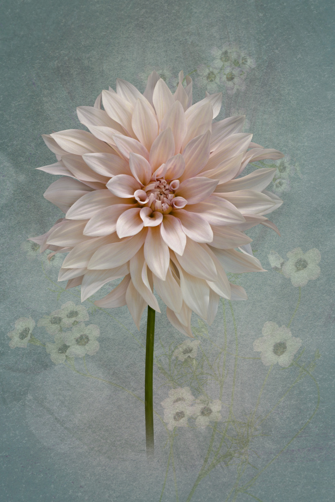 Blush Dahlia Bloom by Richard Urbanski — canvas wall art