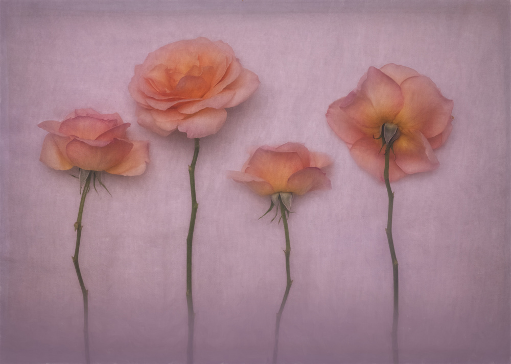 Soft Peach Roses by Cheryl Eagers — canvas wall art