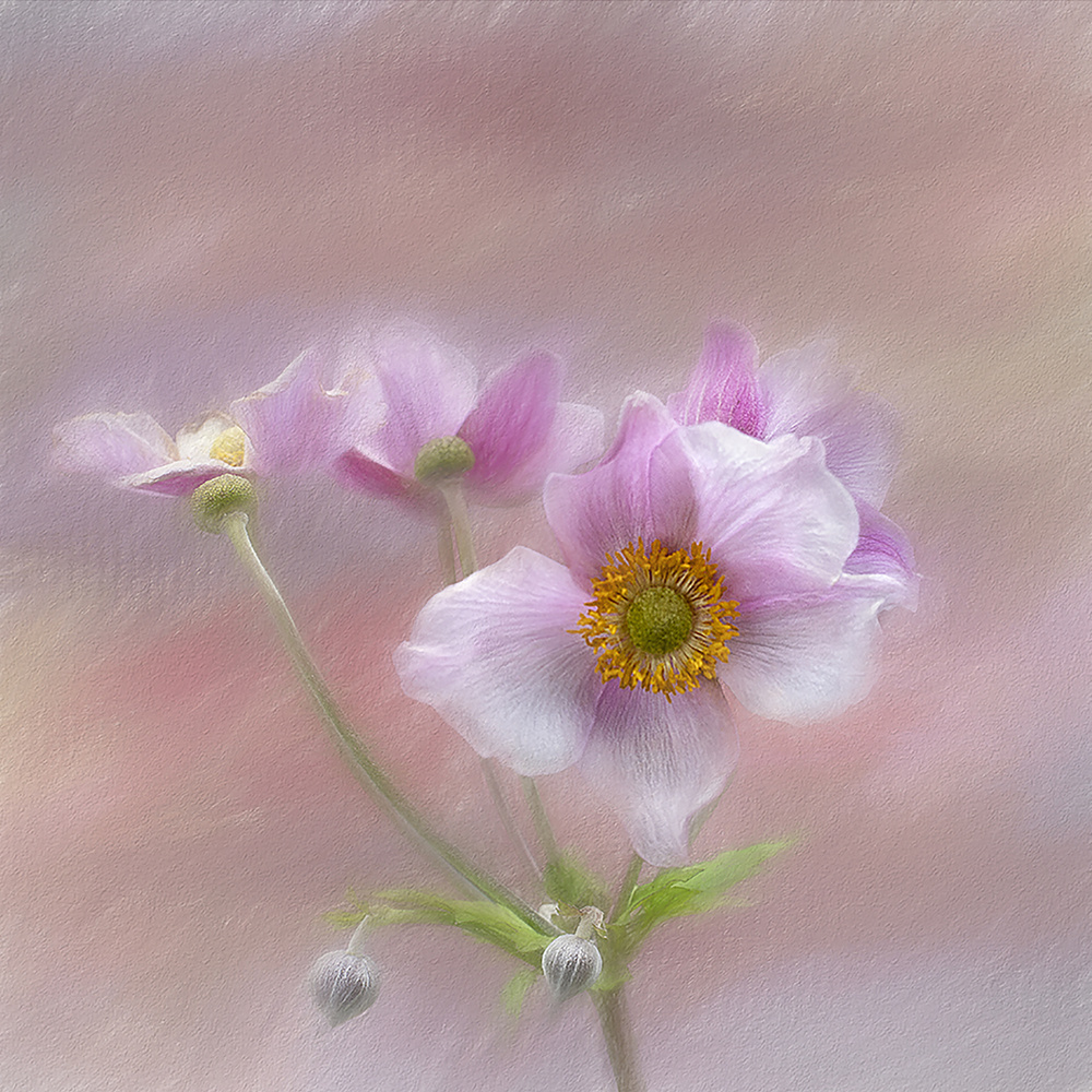 Gentle Pink Blooms by Gaille Gray — canvas wall art