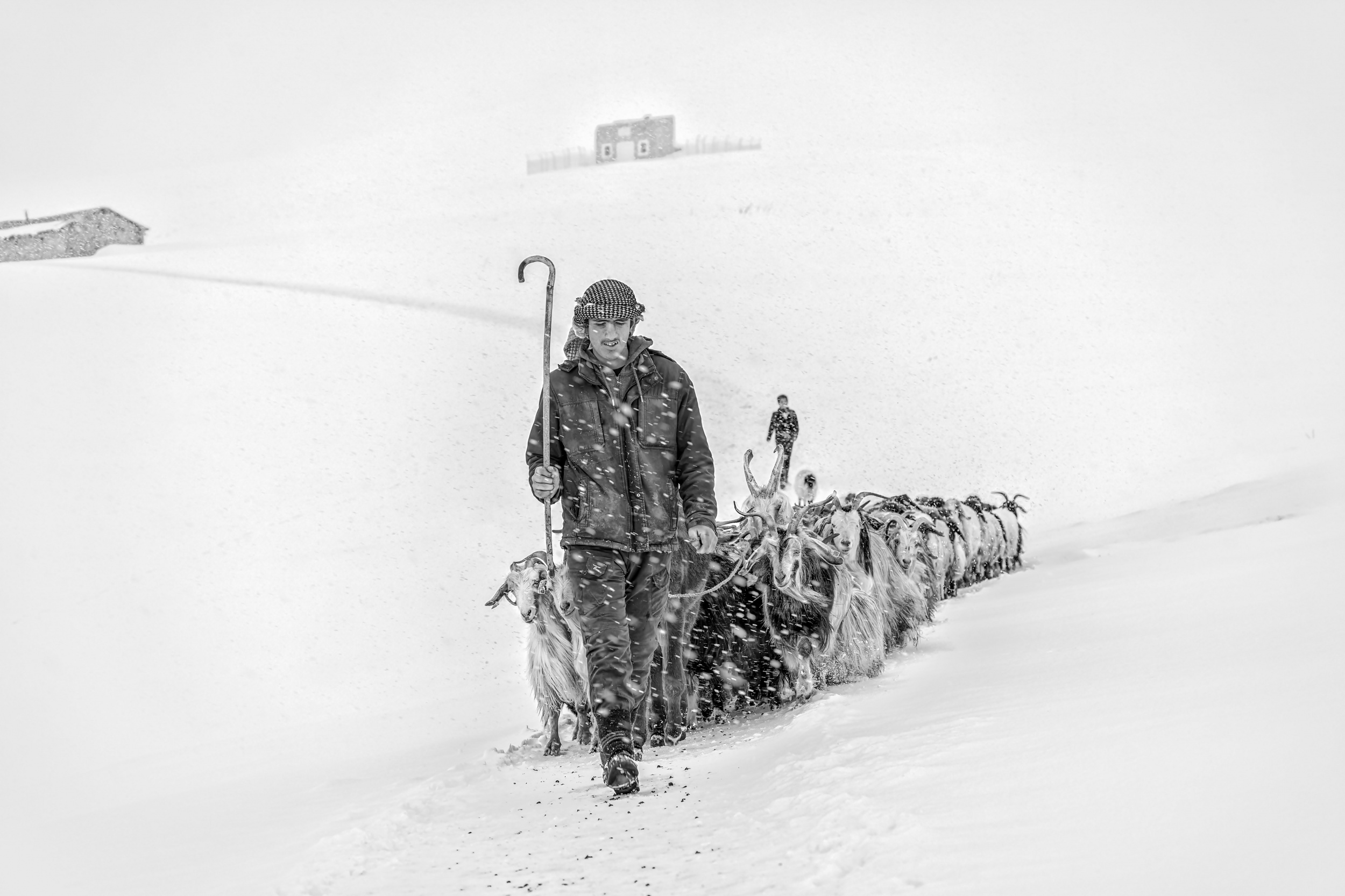 The Shepherd`s Path