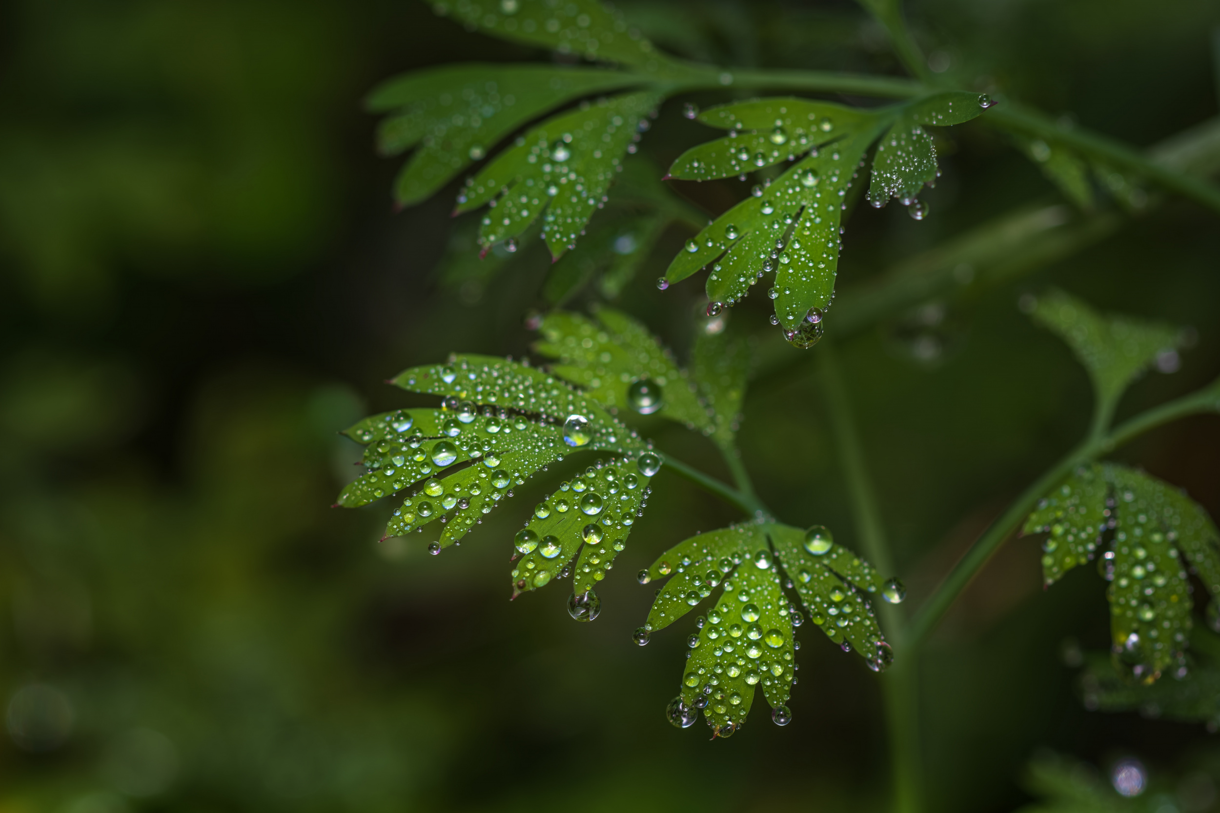 raindrop
