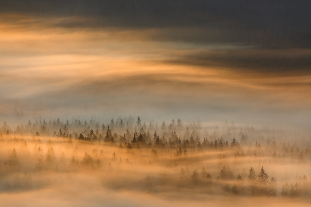 Golden Misty Forest by Tomasz Rojek — canvas wall art