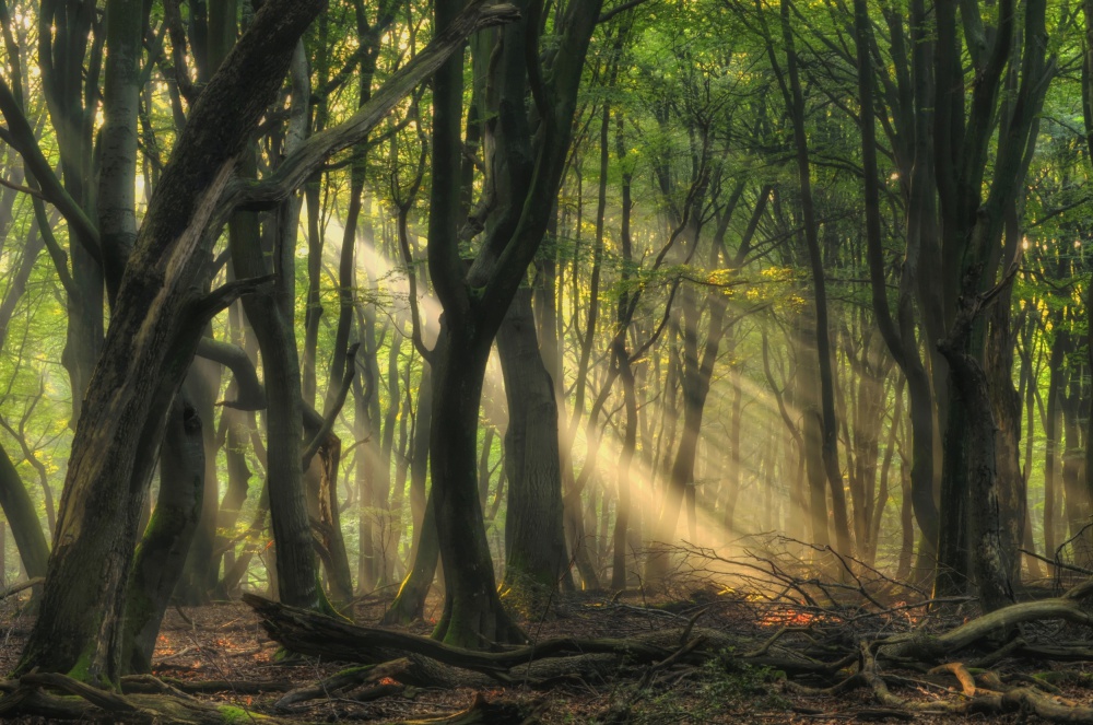 Magical Forest Sunbeams by Jan Paul Kraaij — canvas wall art