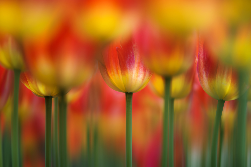 Vibrant Tulip Blooms by Takashi Suzuki — canvas wall art