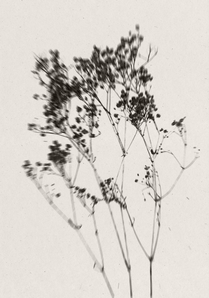 Delicate Plant Silhouette by THE MIUUS STUDIO — canvas wall art