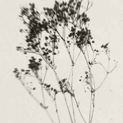 Delicate Plant Silhouette